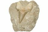 Otodus Shark Tooth Fossil in Rock - Huge Tooth! #201158-1